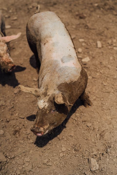 Porcine10