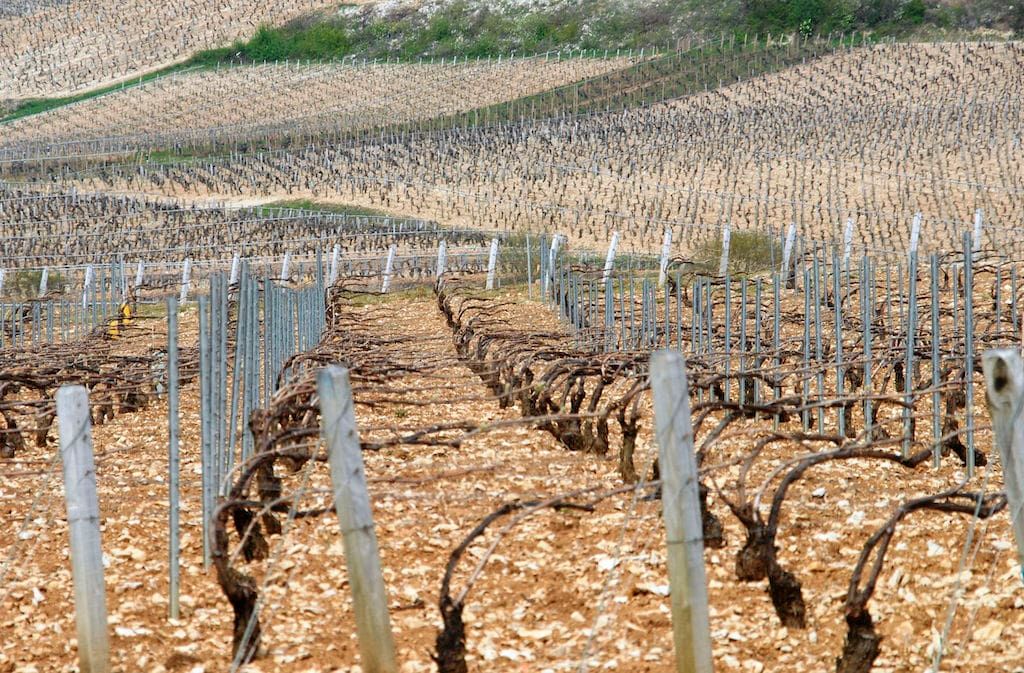 Vins de Chablis Bourgogne