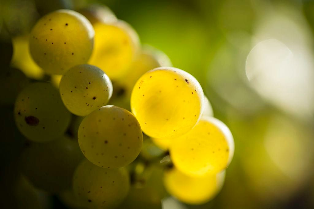 Vins de Chablis Bourgogne