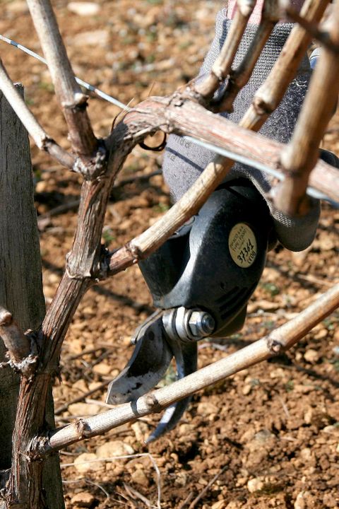 Vins de Chablis Bourgogne