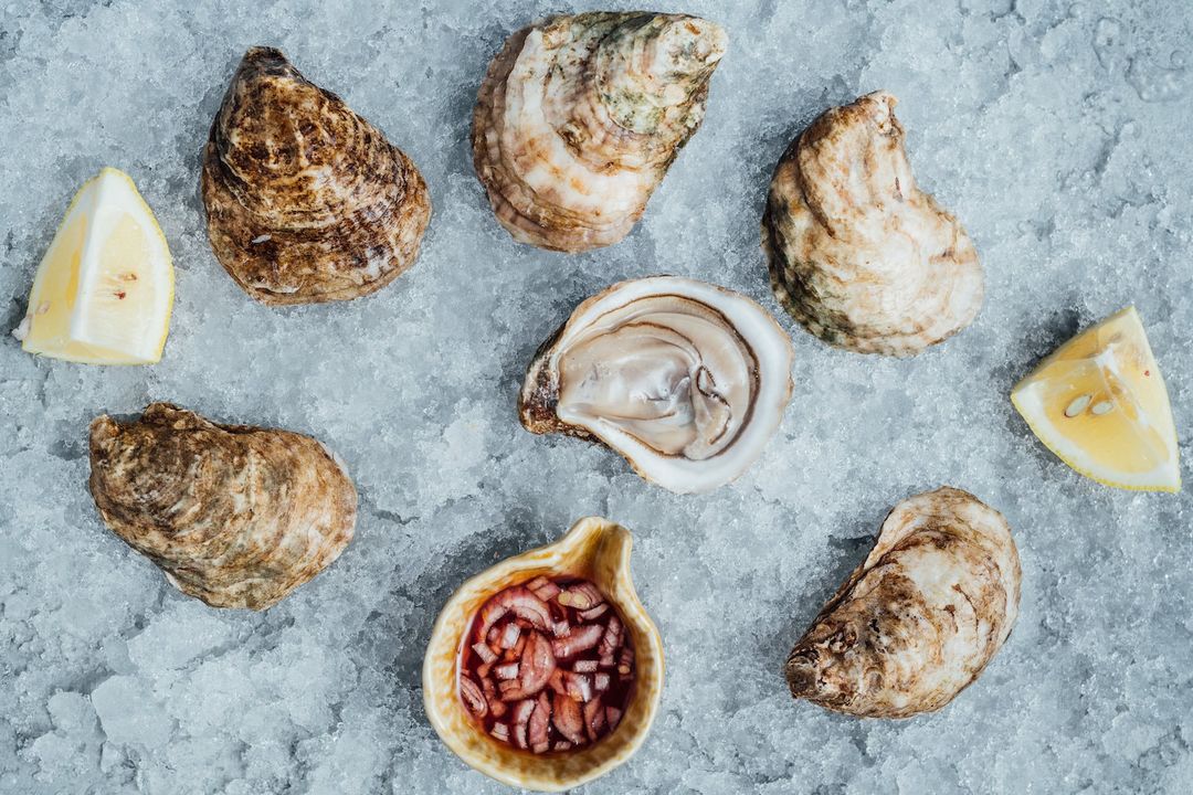 oyster blood