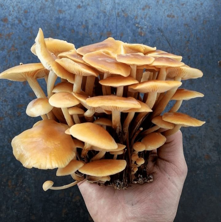 400 pieds champignon