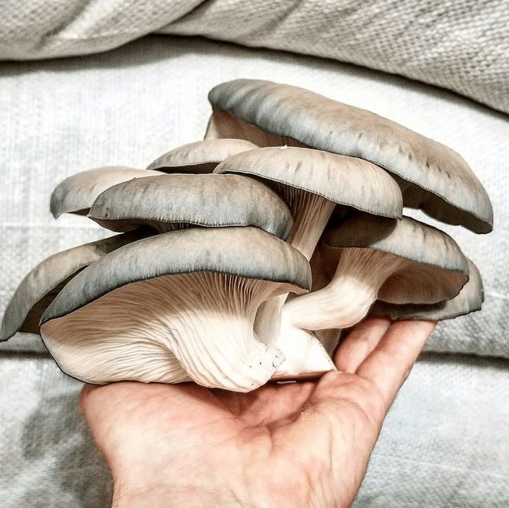 400 pieds champignon