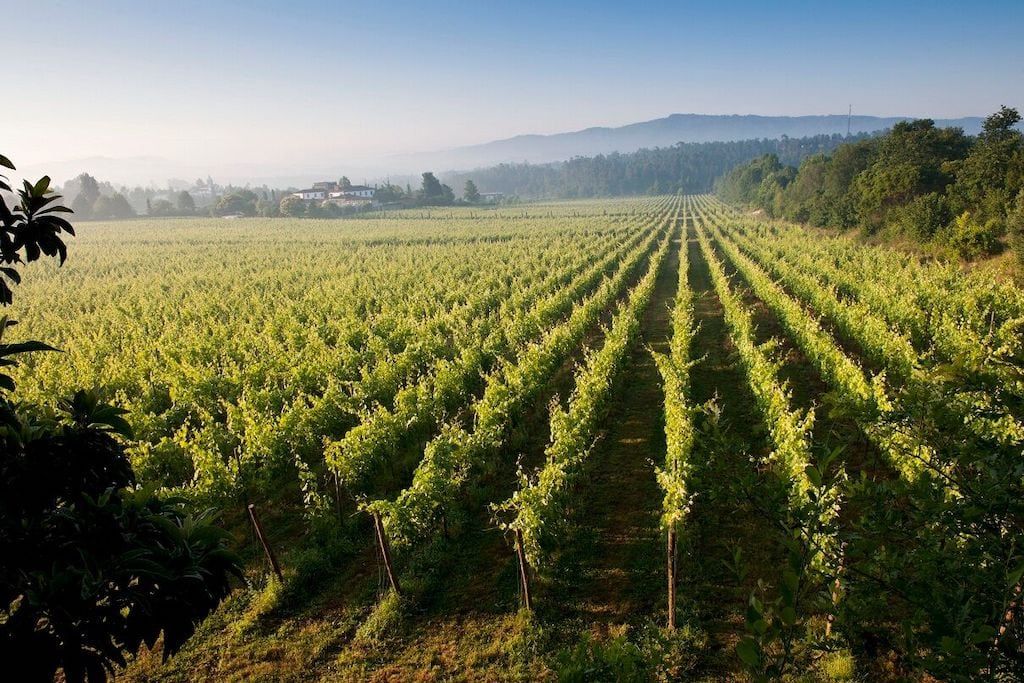 Vinho Verde