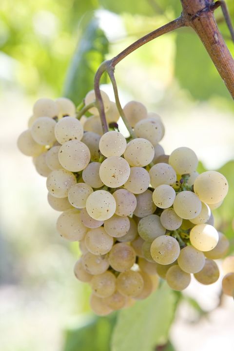 Vinho Verde