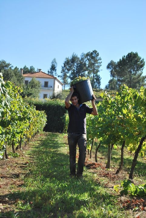 Vinho Verde
