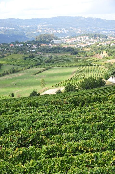 Vinho Verde