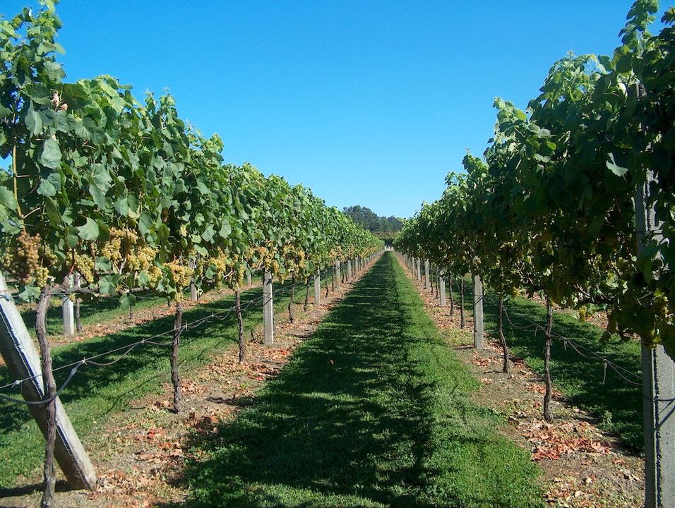 Vinho Verde