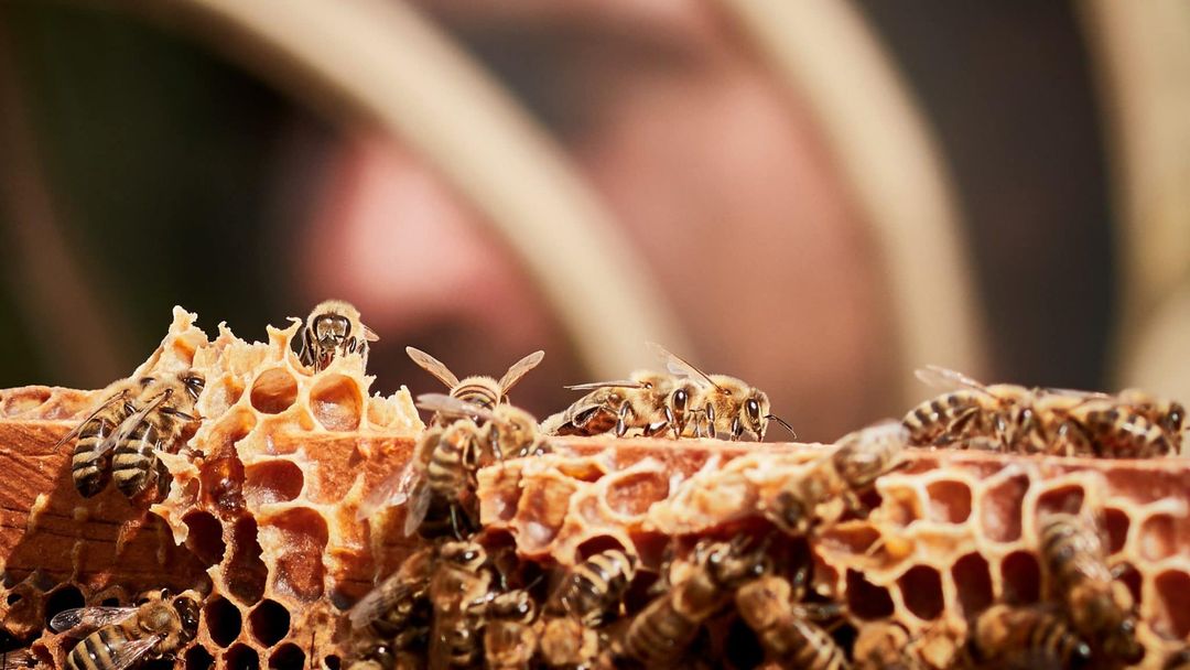 L'Apiculture