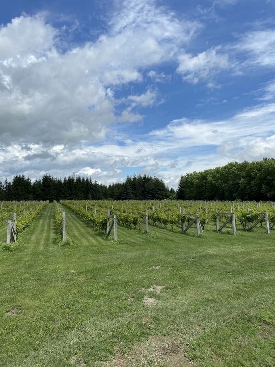 Rémi-Pierre Paquin visite Vins Gélinas en Mauricie