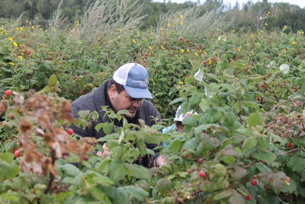 cueillir framboise saguenay