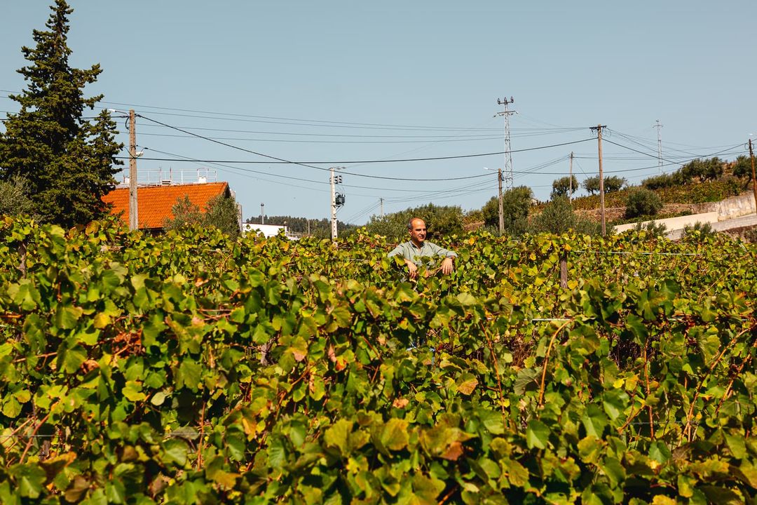 André au milieu des vignes, vignoble de Quinta das Quartas