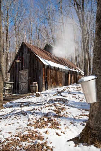 Cabane à sucre